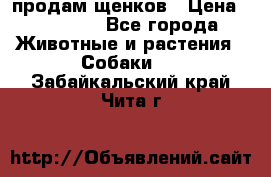 продам щенков › Цена ­ 15 000 - Все города Животные и растения » Собаки   . Забайкальский край,Чита г.